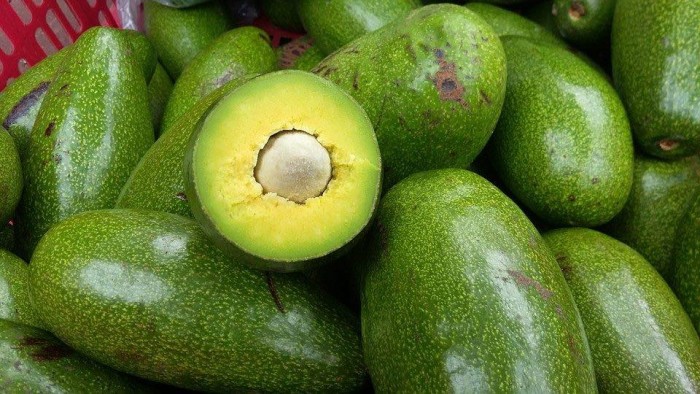 [Học Viên Nông Nghiệp I ] CÂY GIỐNG BƠ SÁP XANH