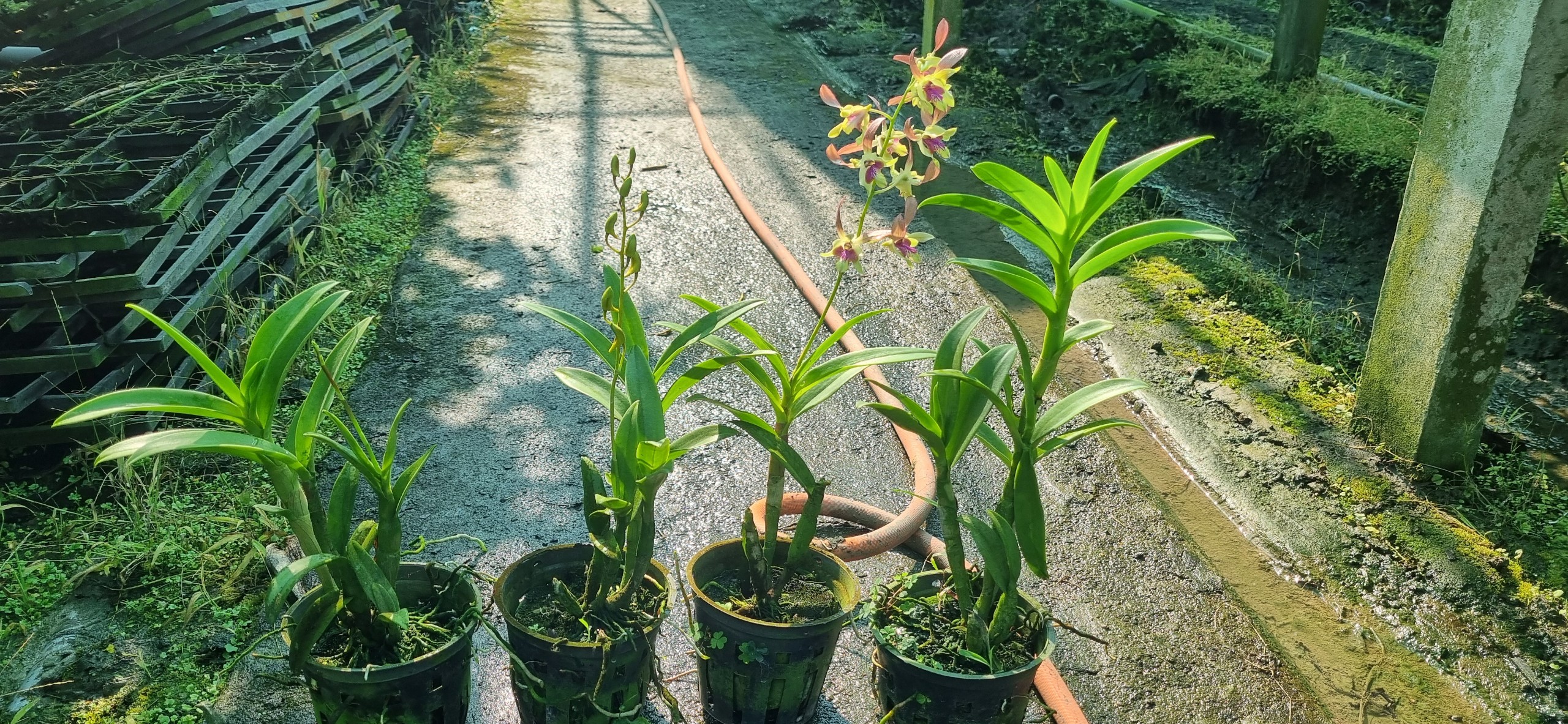 HOA LAN BÀ LIỄU HỒNG