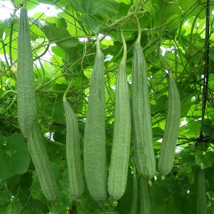 Hạt mướp khía thái lan f1