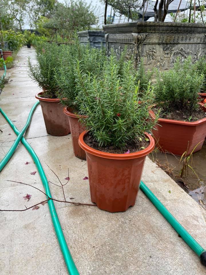 Rosemary Plant (true essence)