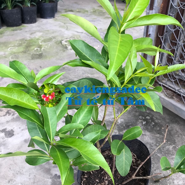 Cây lá vối + tặng phân bón cho cây mau lớn