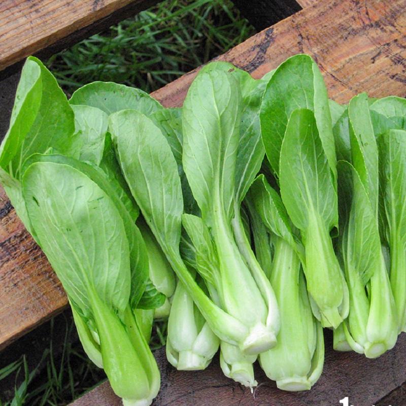 HẠT GIỐNG CẢI THÌA 20GR