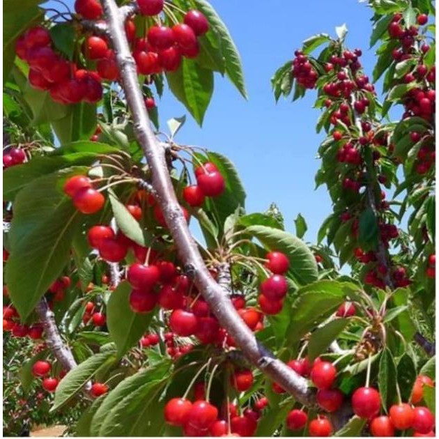 sản phẩm CÂY GIỐNG CHERRY BRAZIL