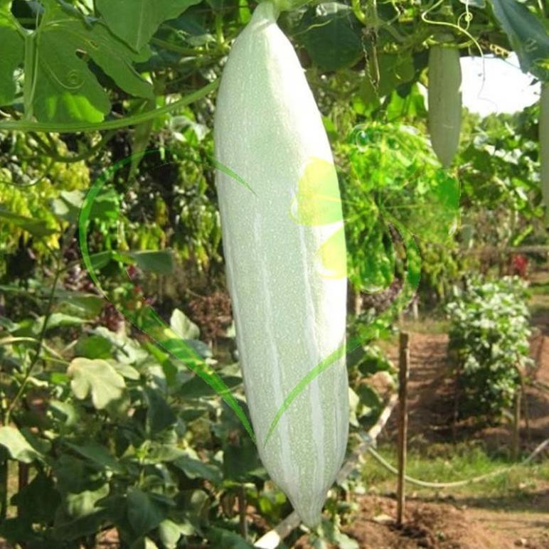 Hạt giống khổ qua tây trắng - Gói 5g