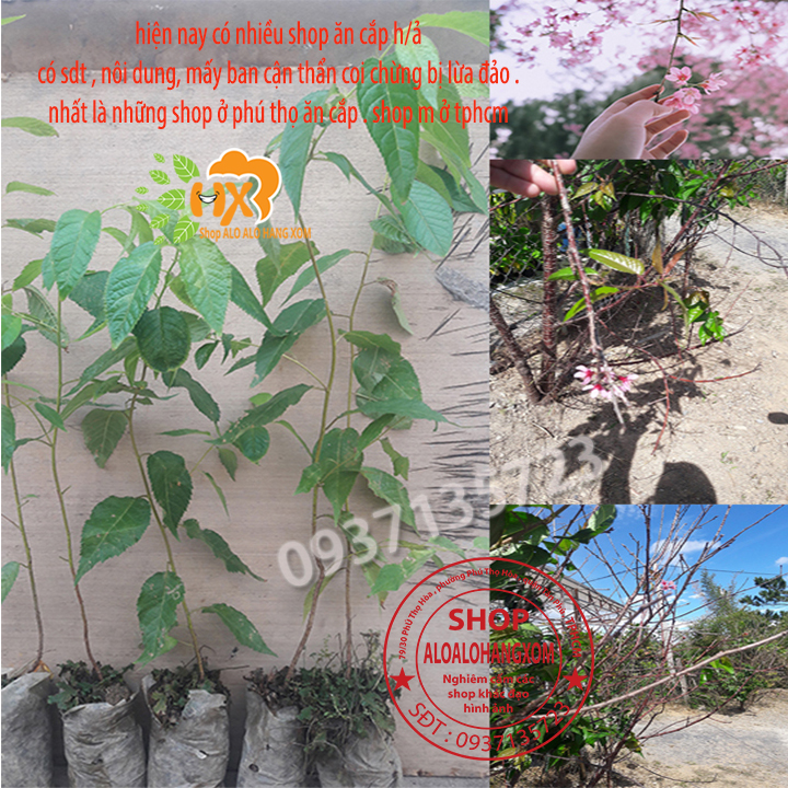 [HCM]combo 5 cây mai anh đào cây con [ cây giống ] .