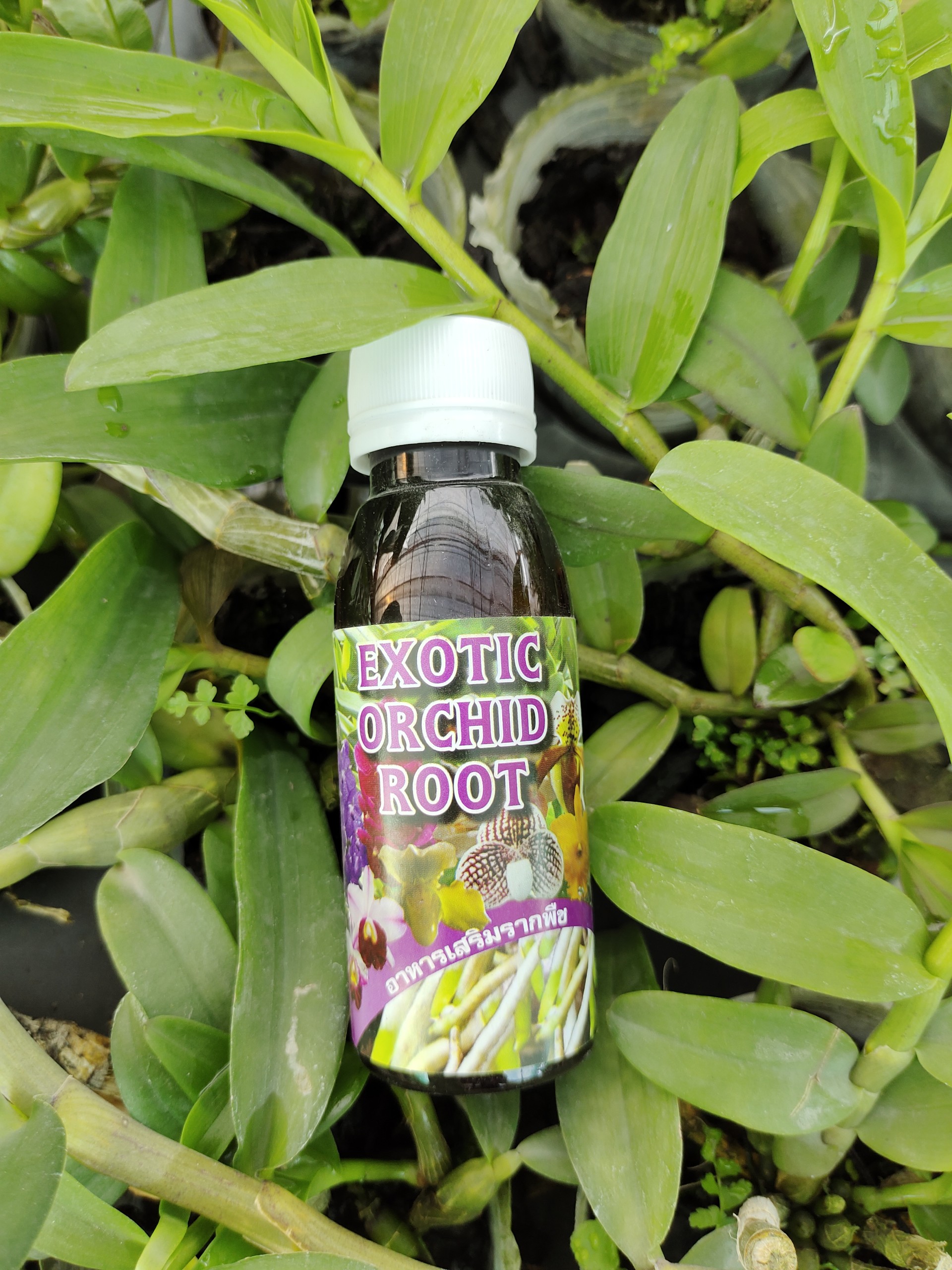 Kích rễ Thái Exotic Orchid Root