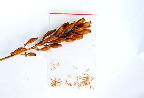 Hạt giống Cây bắt mồi nắp ấm 10 hạt/gói