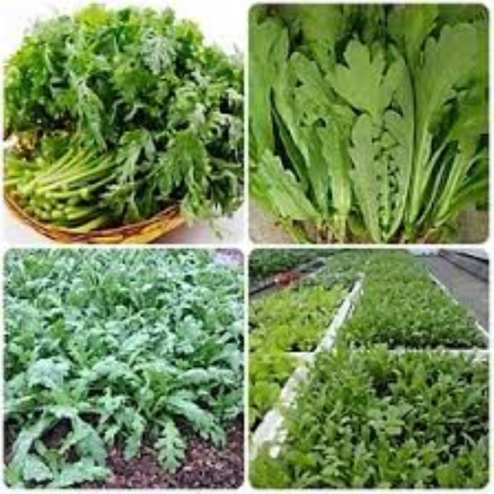 hạt giống cải cúc 10 gram