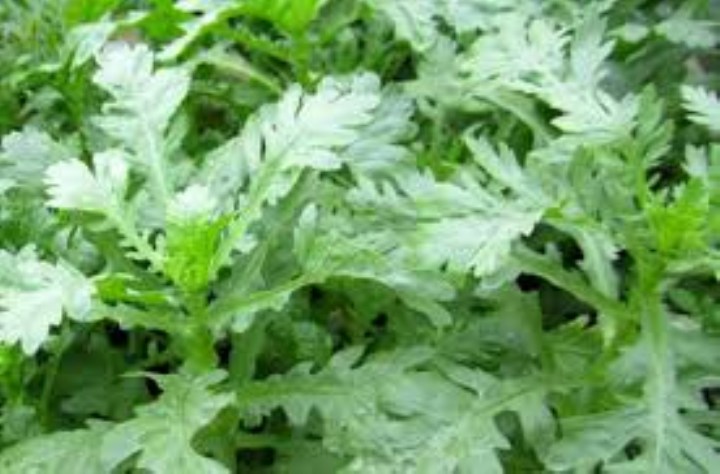 hạt giống cải cúc 10 gram