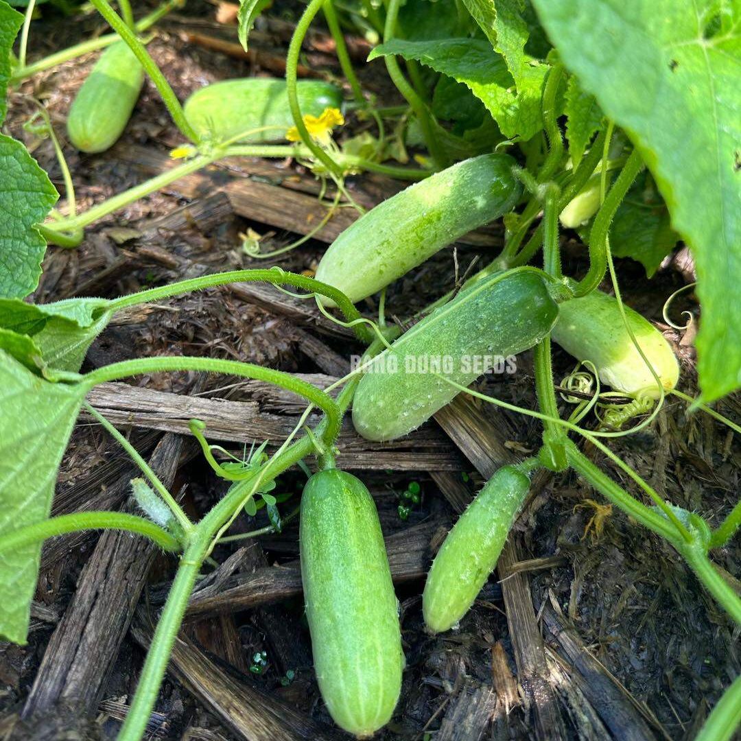 [Seeds] Hạt giống dưa leo lai f1 RD9339, đóng gói 1gr (khoảng 40 hạt)