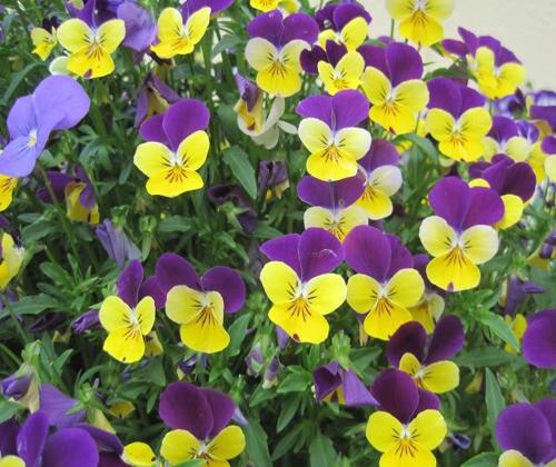 [Mới] - Hạt giống hoa viola