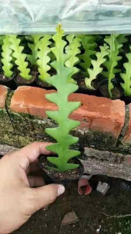 Nhật Quỳnh Xương Cá màu mới