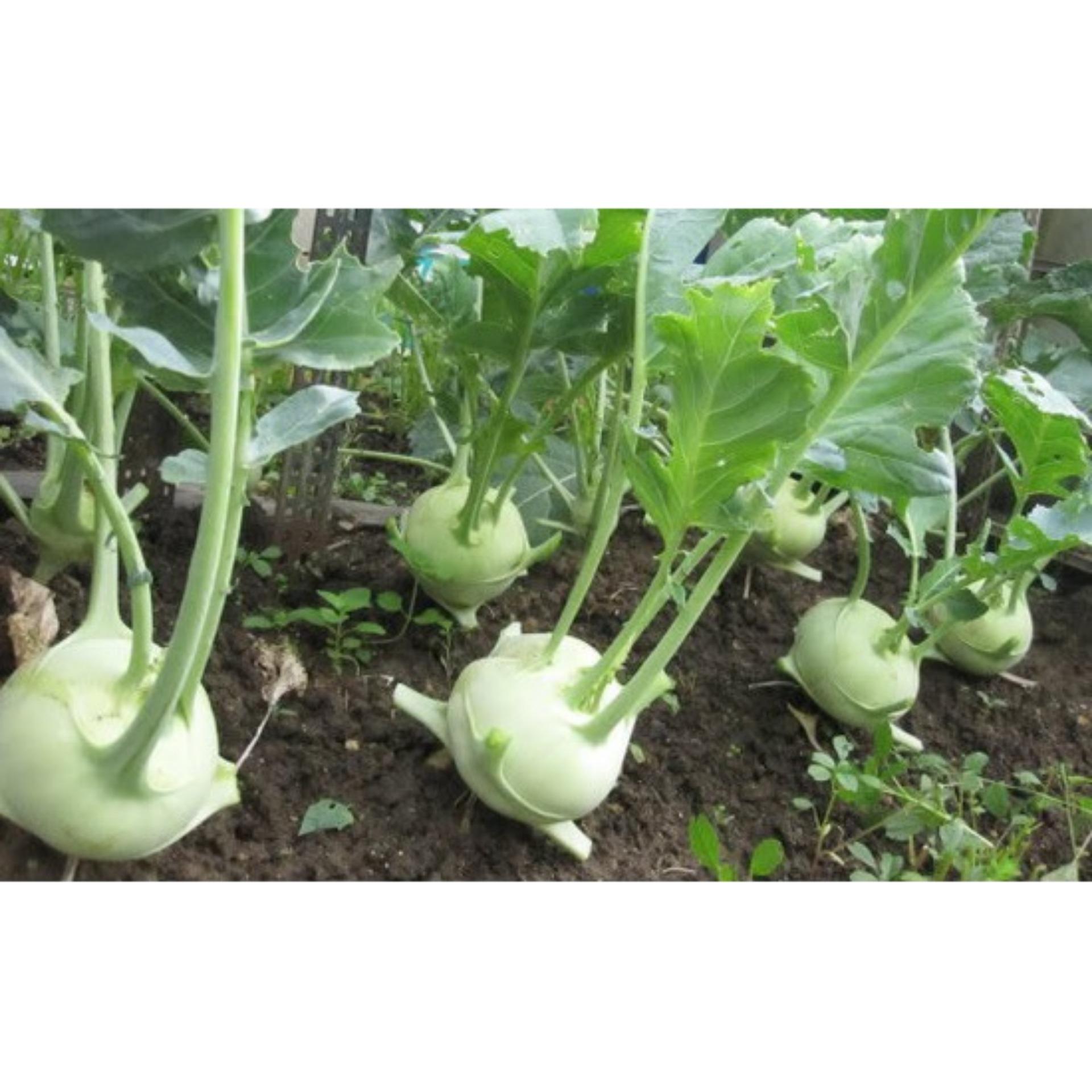 1g Hạt giống Xu hào xanh (tặng Kích nẩy mầm, Hướng dẫn ươm)