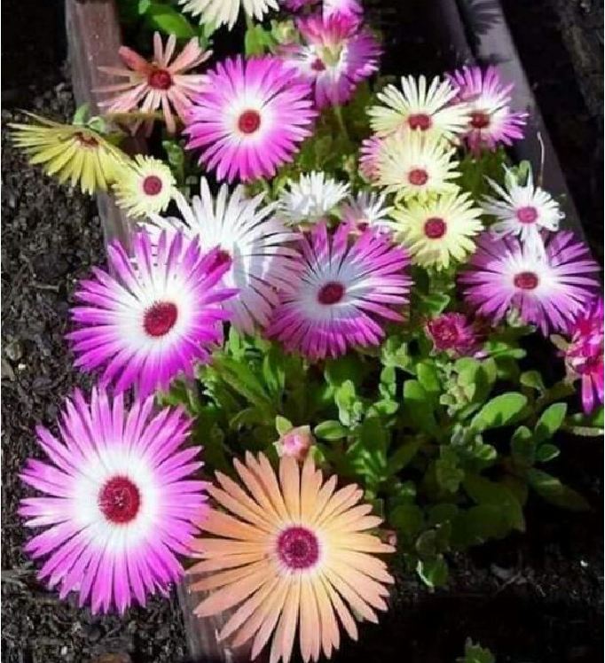 10H African Mix Flower Seeds - Pack of 20 Seeds
