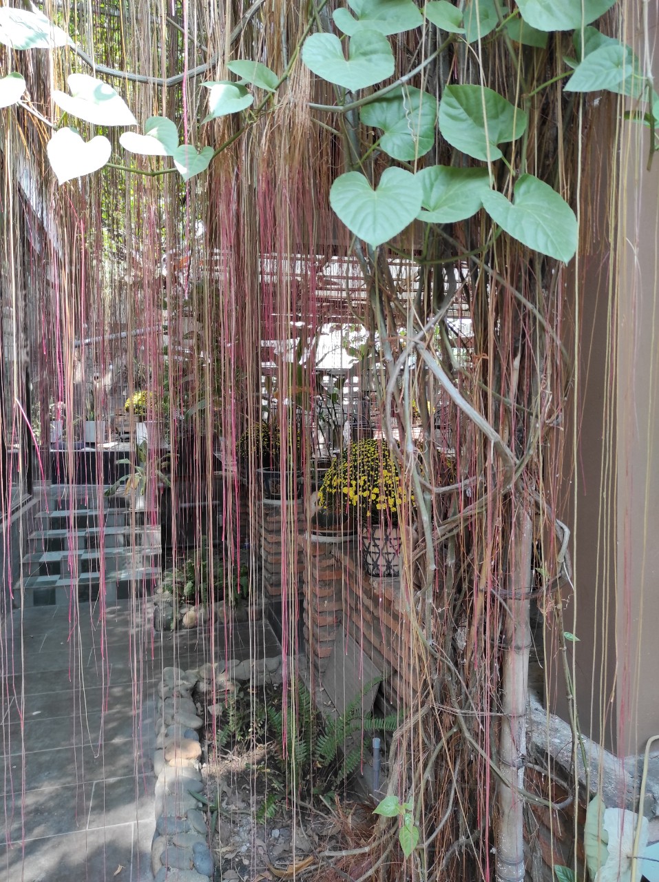 Cây leo trang trí Liêm Hồ Đằng