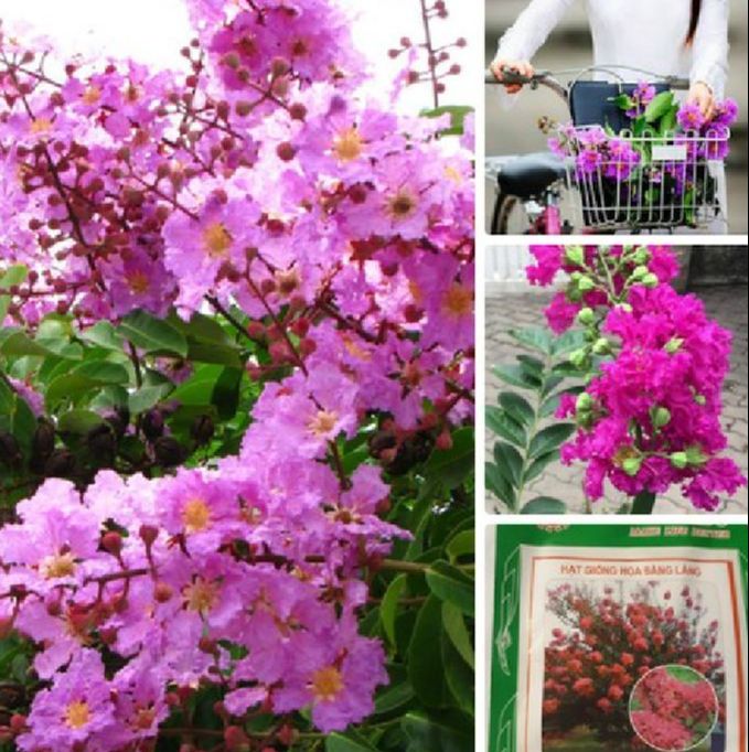 Hạt Giống Hoa Bằng Lăng Tím-Gói 30 Hạt-tặng kèm gói kích mầm