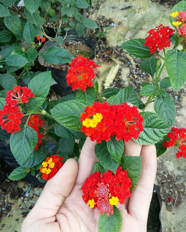 COM BO 4 CÂY HOA NGŨ SẮC RỦ GIỐNG