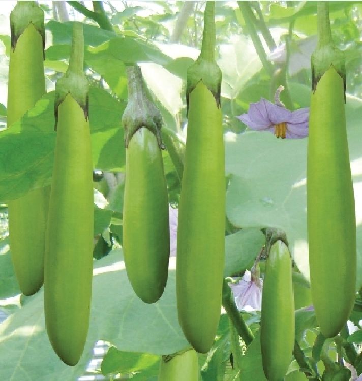 Hạt giống cà xanh lai trái dài - 2gram( 400 hạt)