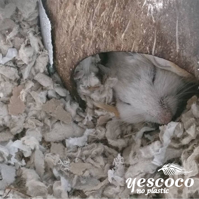 Hang Hamster gáo dừa tròn Yescoco Xưởng SX