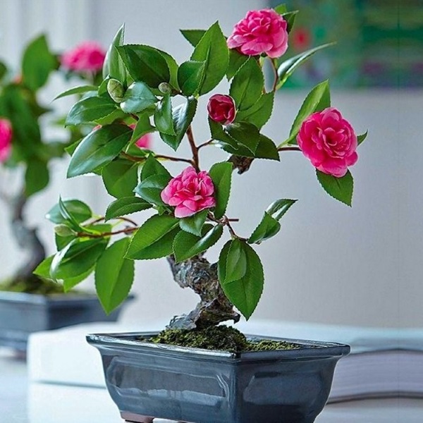 hạt giống Trà Mi Nhật mix