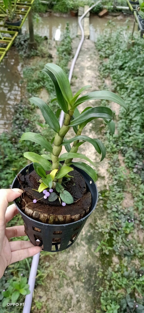 Dendro Damari 3 lưỡi hoa thơm - dòng dendro thân có lông độc đáo