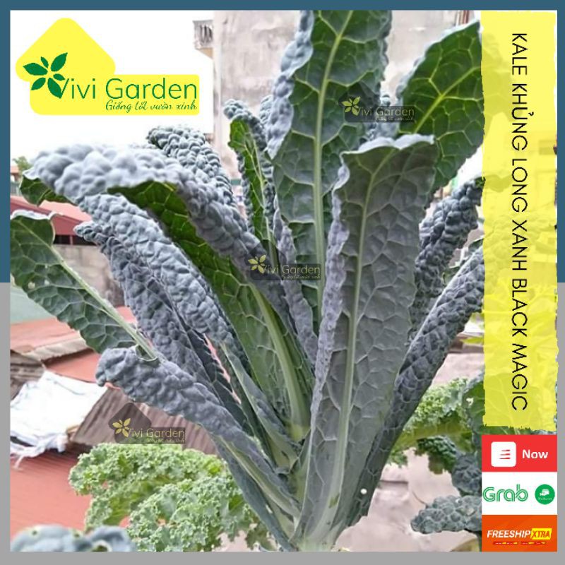 Combo hạt cải kale khủng long xanh - kale black magic mỹ johnny seed chịu nhiệt tốt trồng quanh năm