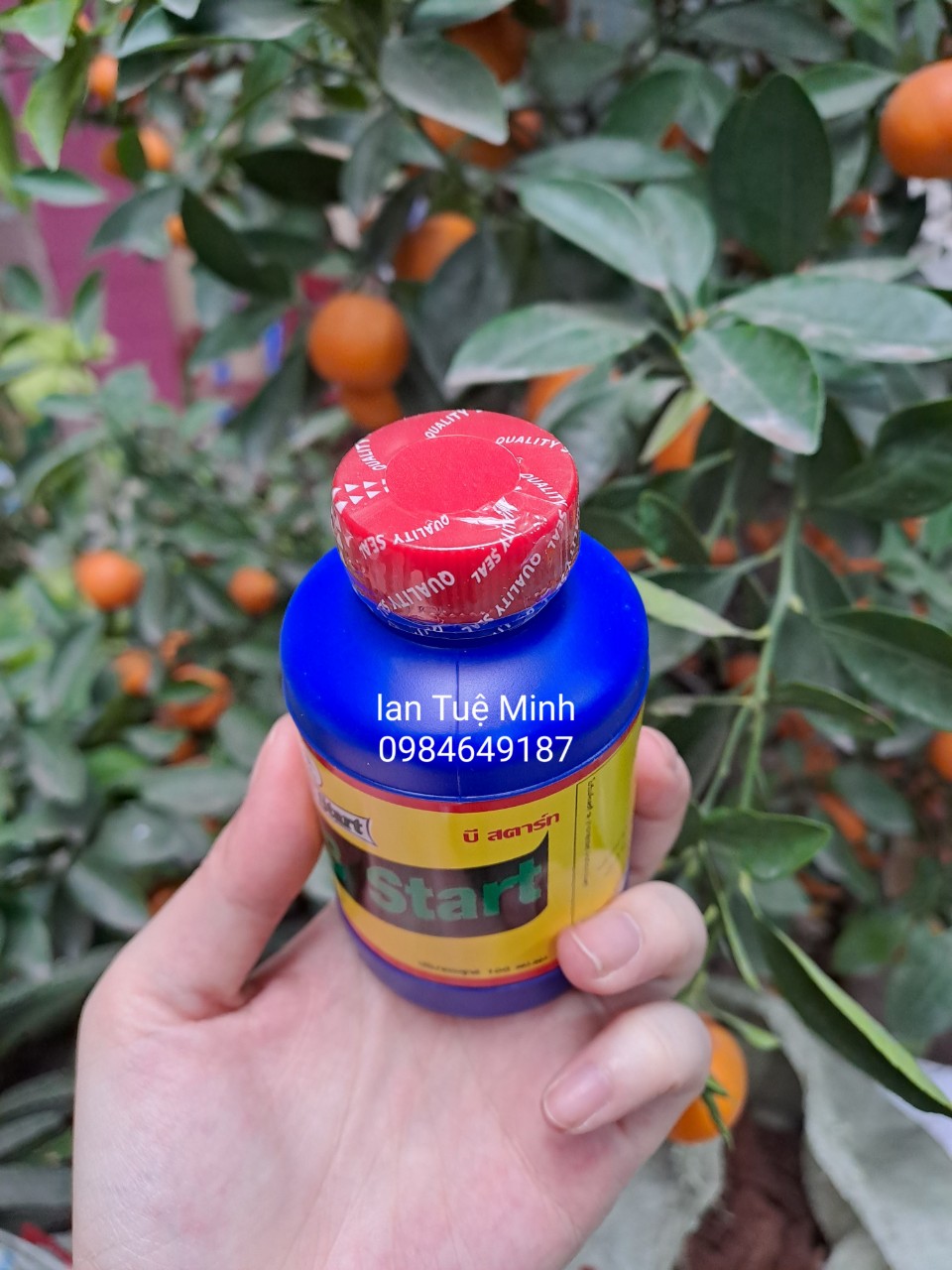 B1 Thái 100ml