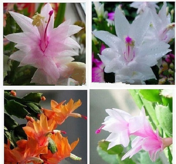 Chậu lan càng cua (lan tiểu quỳnh ) màu đỏ, chậu lớn