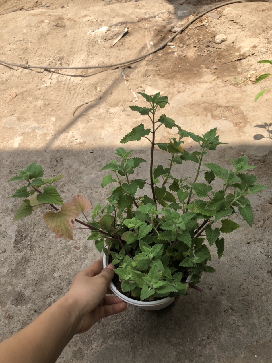 Chậu cây Bạc Hà Mèo - Catnip - Cat Mint