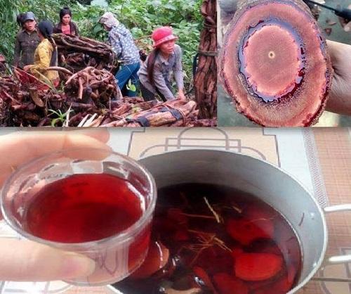 Cây cỏ máu Quảng Bình  100% CỎ MÁU( gói 500g)