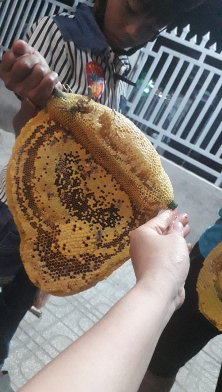 mật ong ruồi nguyên tổ ( r.ừng nguyên sinh Tây Nguyên )