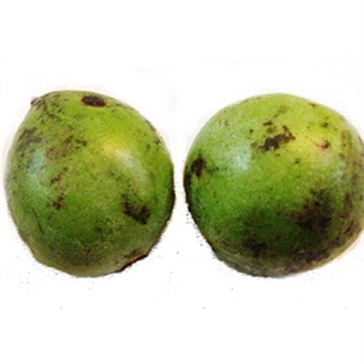 CÂY GIỐNG CÂY QUẢ DỌC NẤU CANH CHUA