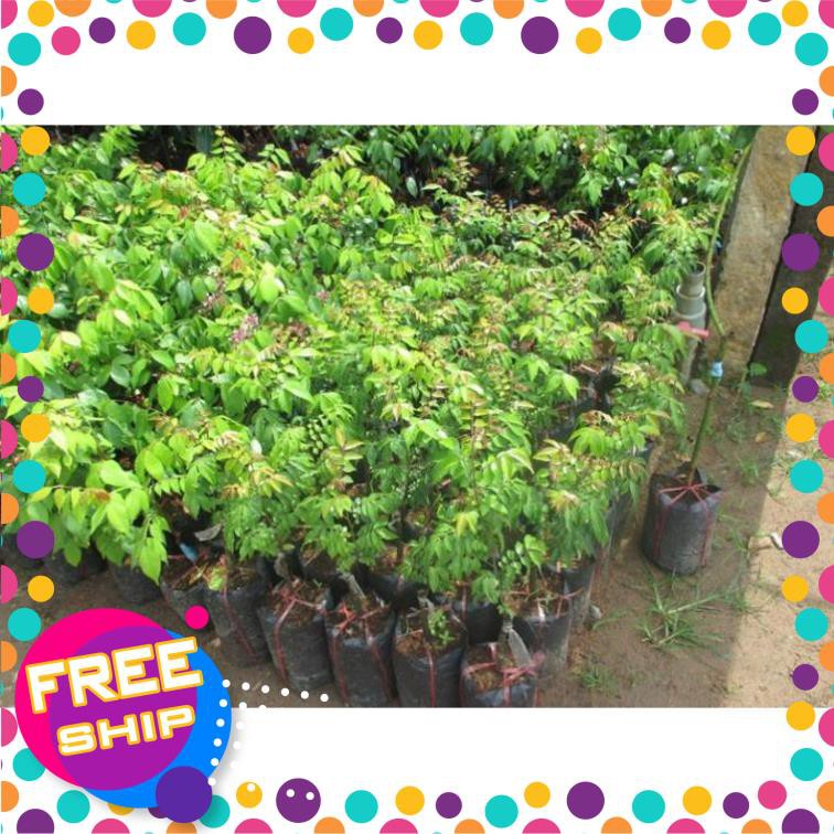 CÂY KHẾ CHUA - CÂY GIỐNG CHUẨN F1 - SIÊU QUẢ, CAM KẾT GIỐNG CHUẨN