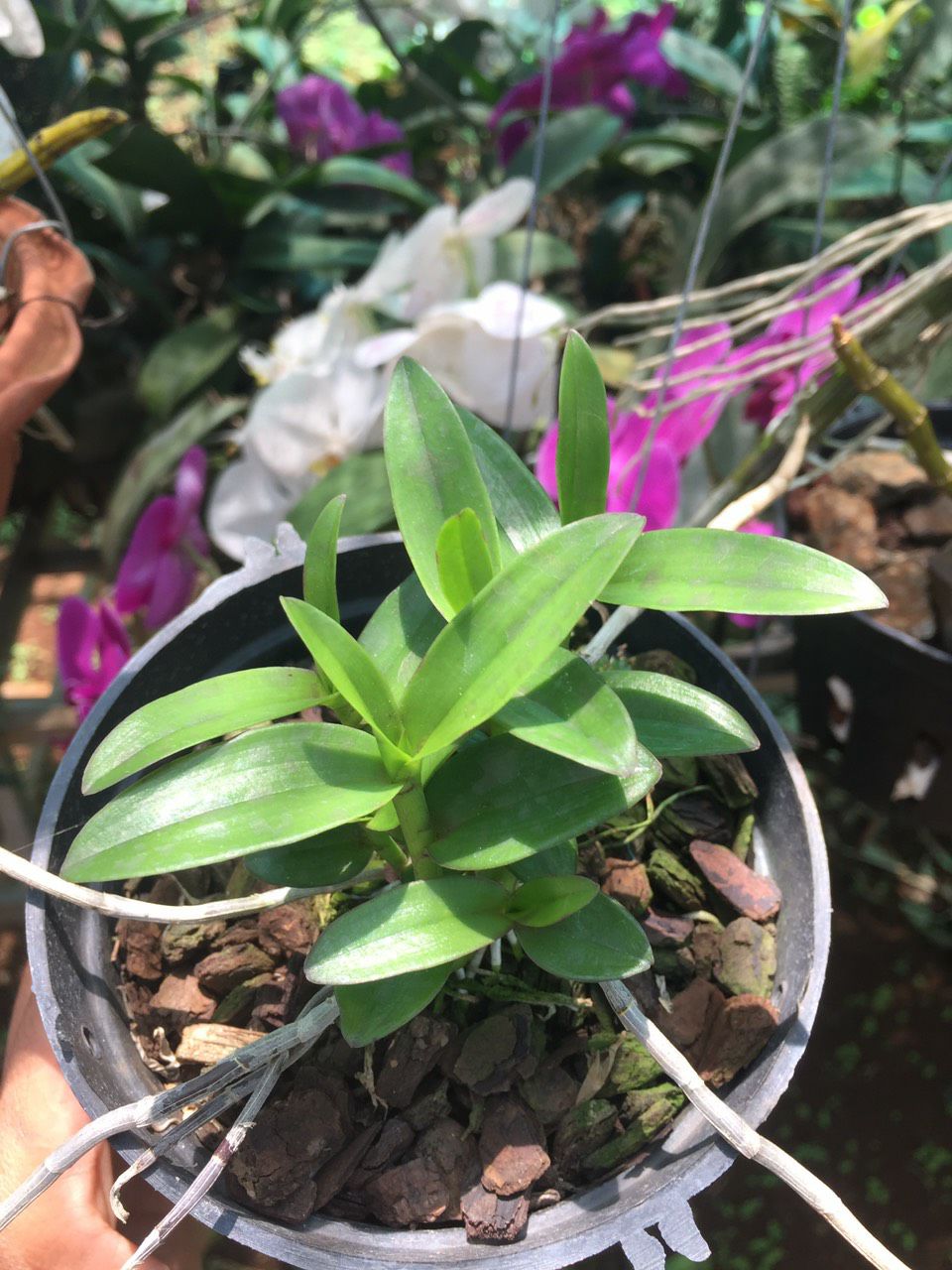 Giả hạc Châu Như