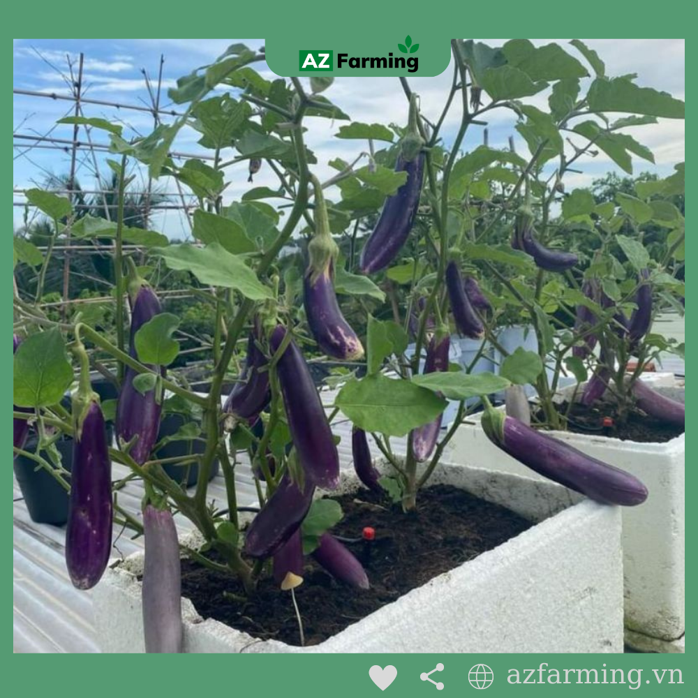 Hạt Giống Cà Tím Quả Dài - Gói 200 Hạt - AZ Farming