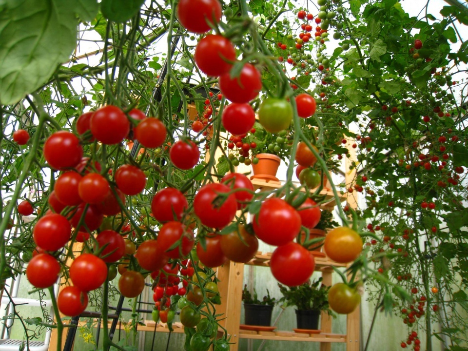 Super Fruit tomato seed (including poop)