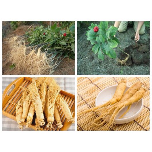 Hạt Giống Nhân Sâm Hàn Quốc - 4 Hạt