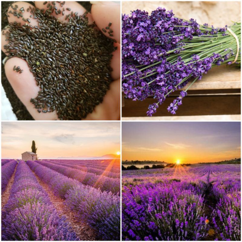 200H - Hạt Giống Hoa Lavender (Oải Hương) - Thơm Hơn Nước Hoa