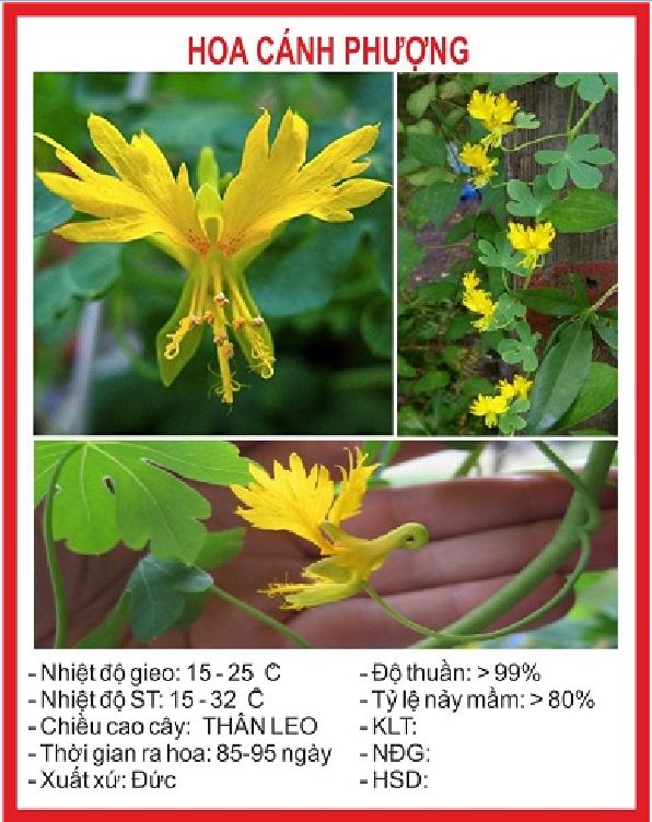 Hạt Giống hoa dây leo cánh phượng dể trồng(gói 4 hạt)