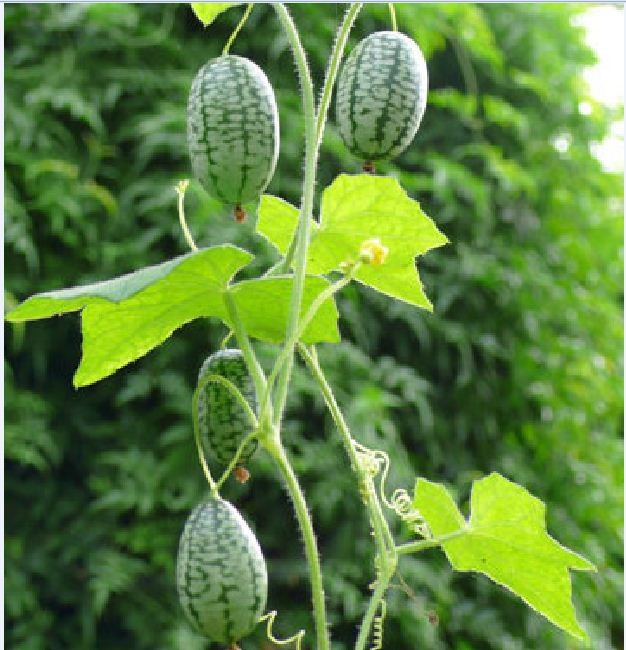 Hạt giống dưa hấu tí hon - 1 gói 10 hạt