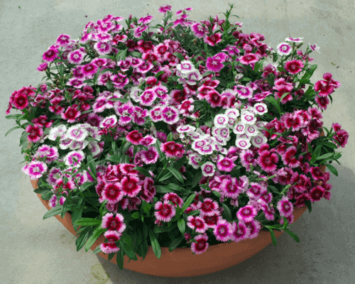 Hạt giống hoa Cẩm Chướng