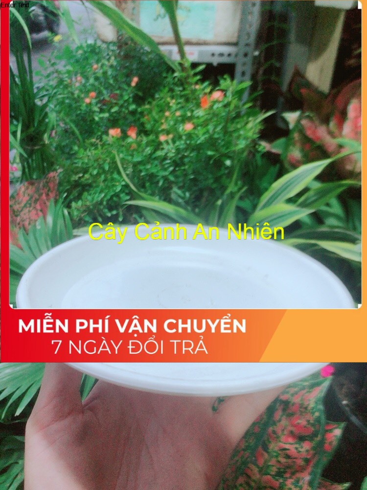 Đĩa lót chậu