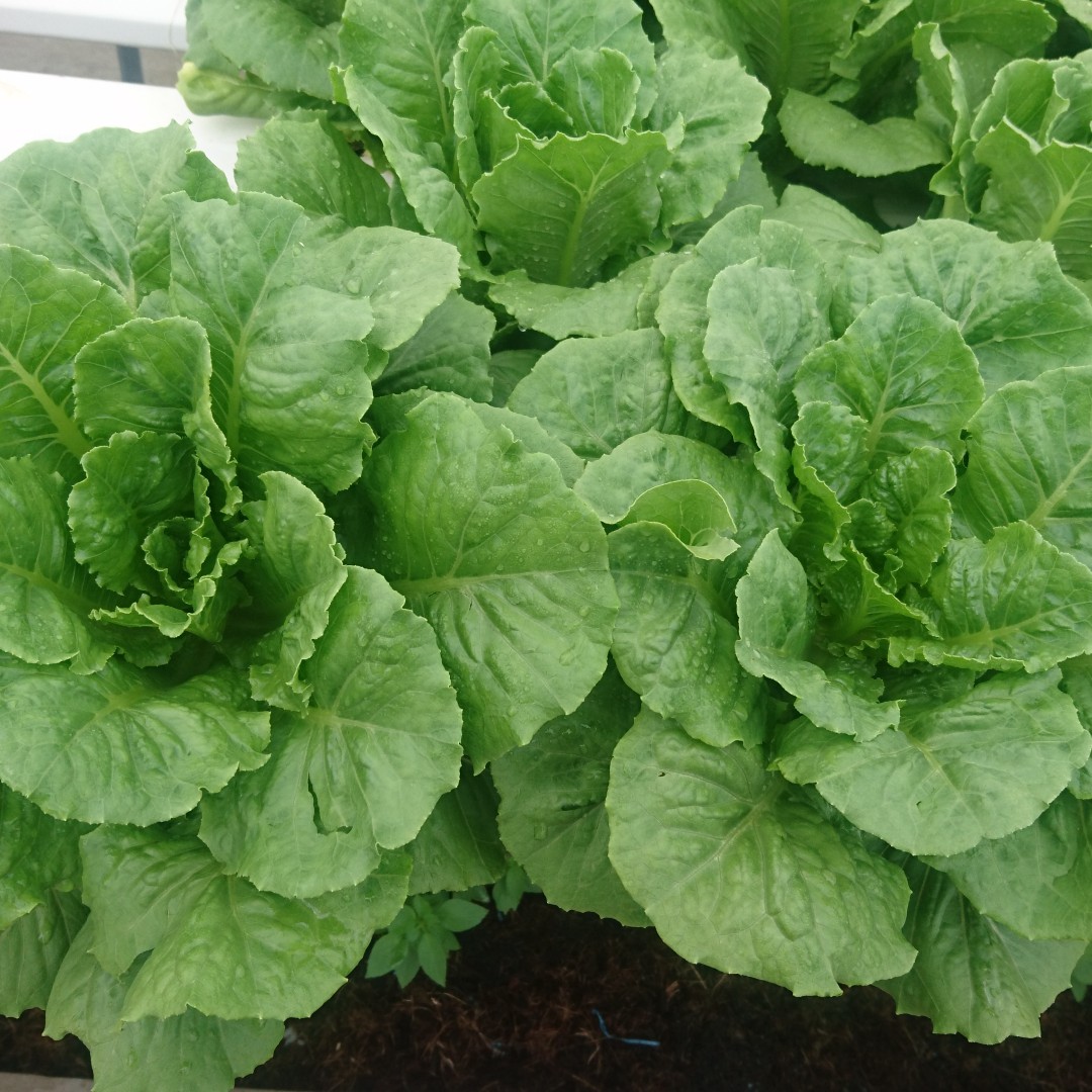 Hạt giống Xà lách Romain xanh giống nảy mầm khỏe ăn giòn ngọt VTS103 | Vạn Tín Store