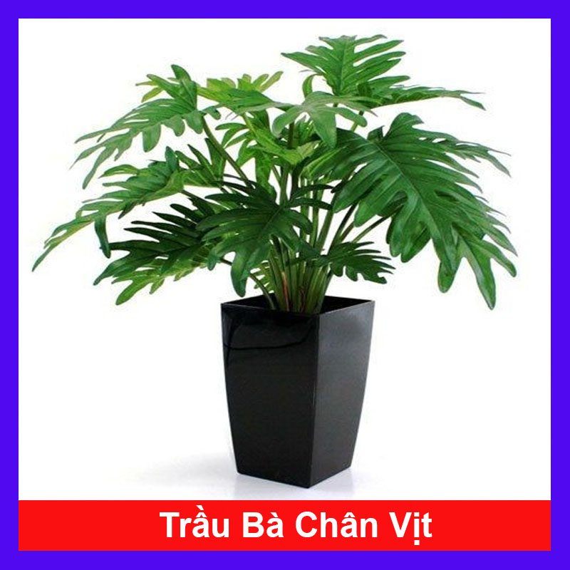 Cây trầu bà chân vịt - Cây cảnh trong nhà
