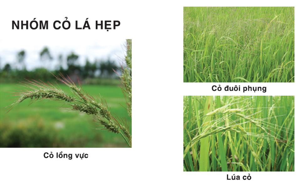 Thuốc trừ cỏ ngô (bắp) Welkin Gold 800WP 5g