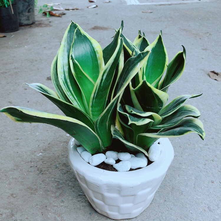 Chậu lưỡi hổ thái búp sen