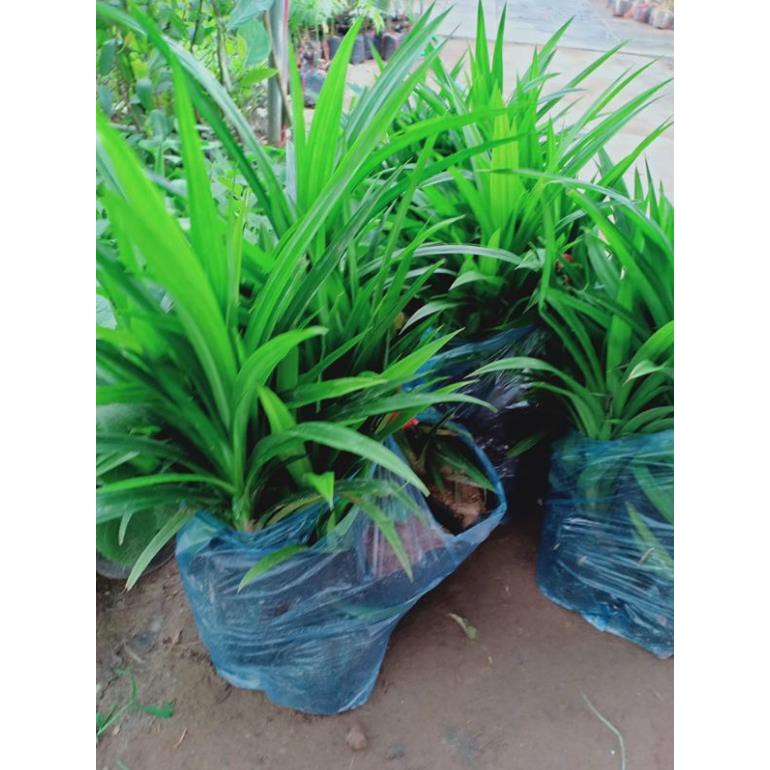 [FREESHIP - Xả Khô Máu] Cây Lá Nếp Thơm