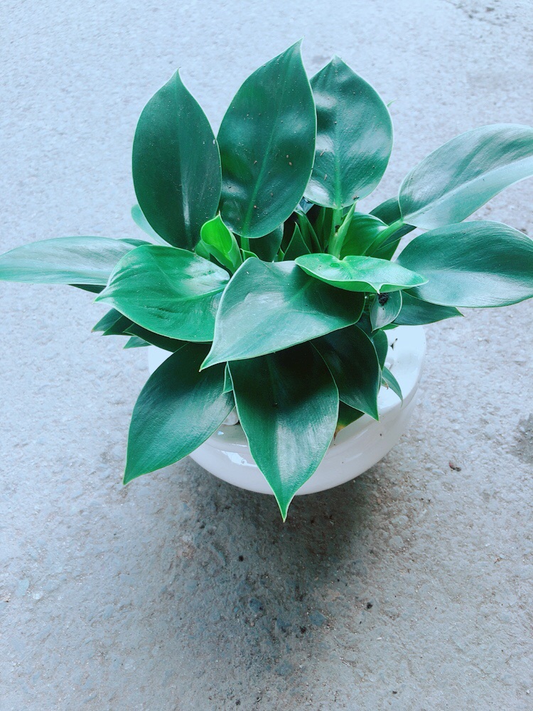 [HCM]Chậu Cây Trầu Bà Đế Vương