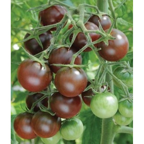 Hạt Cà Chua Socola F1 - Gói 5 Hạt