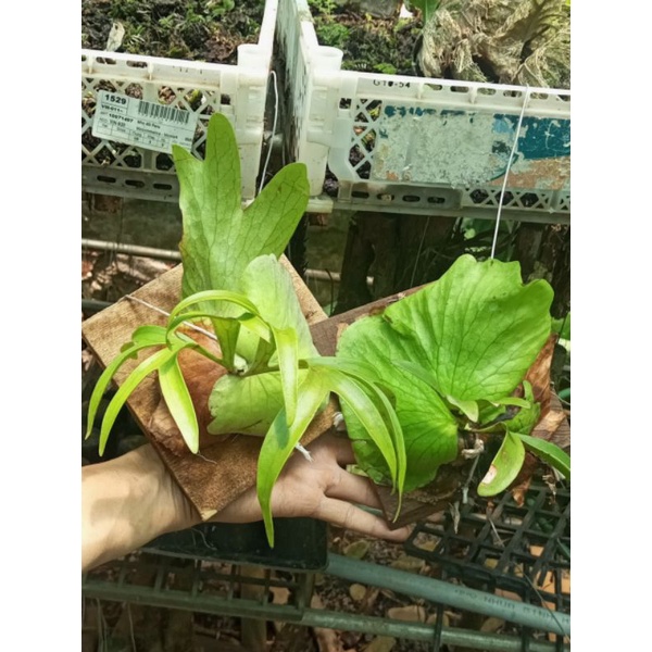 Cây ổ rồng, ghép gỗ có móc treo